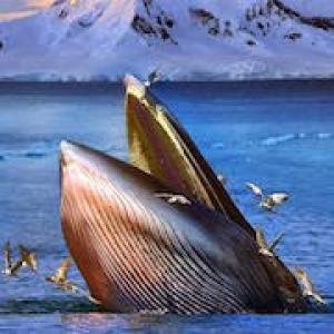 Сонник киты в воде прыгают